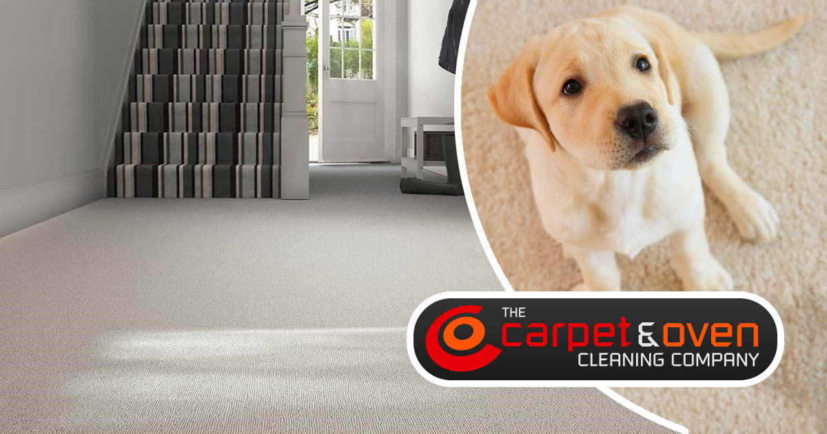 How often do my carpets need cleaning professionally?